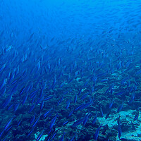 Buy canvas prints of School of fish underwater in Maldives by mark humpage