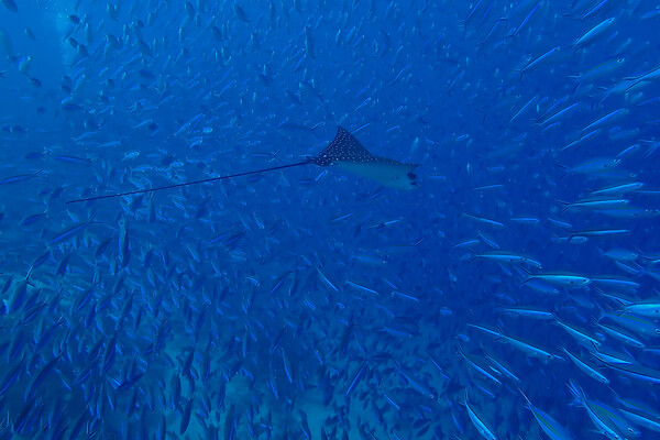 Fish and Eagle Ray underwater in Maldives Picture Board by mark humpage
