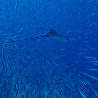 Buy canvas prints of Fish and Eagle Ray underwater in Maldives by mark humpage
