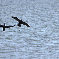 Buy canvas prints of Cormorant birds landing on water in Brixham  by mark humpage