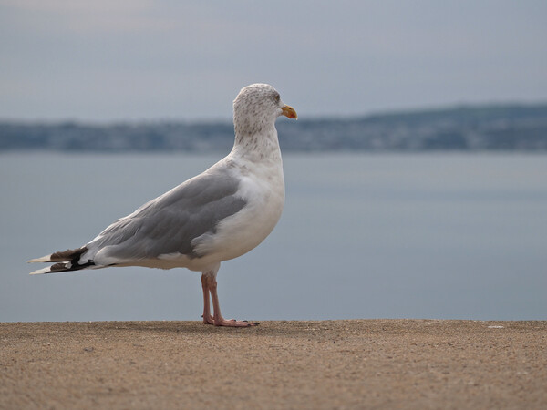 Seagull standing on wall looking over Brixham Picture Board by mark humpage