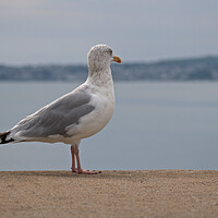 Buy canvas prints of Seagull standing on wall looking over Brixham by mark humpage