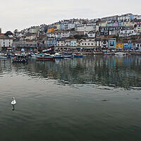 Buy canvas prints of Brixham town overlooking water and harbour by mark humpage