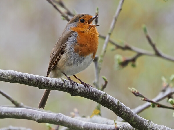 Robin singing perched on tree branch Picture Board by mark humpage