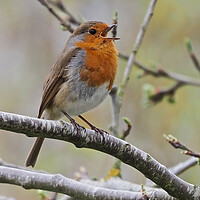 Buy canvas prints of Robin singing perched on tree branch by mark humpage