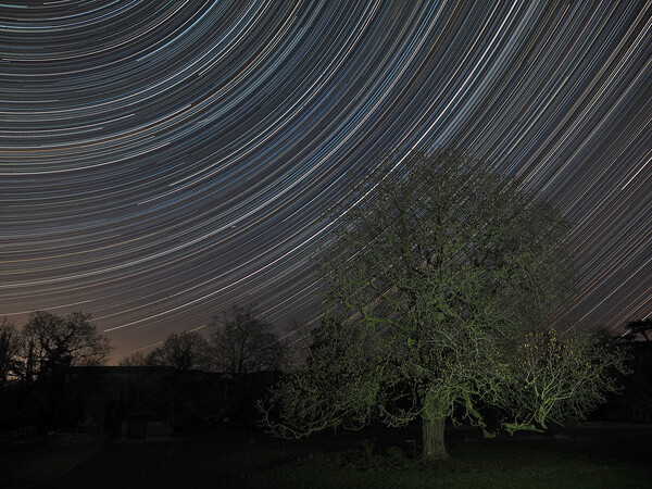 Easter stars over conker tree Picture Board by mark humpage
