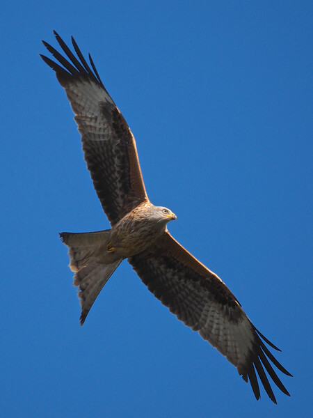 Red Kite close up flying in blue sky Picture Board by mark humpage
