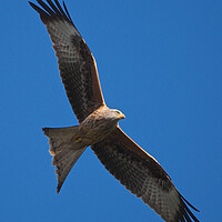 Buy canvas prints of Red Kite close up flying in blue sky by mark humpage