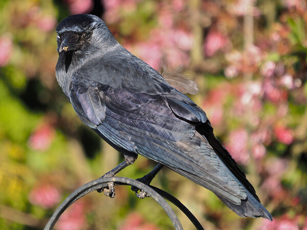 Jackdaw standing on bird feeder Picture Board by mark humpage