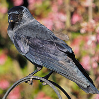 Buy canvas prints of Jackdaw standing on bird feeder by mark humpage
