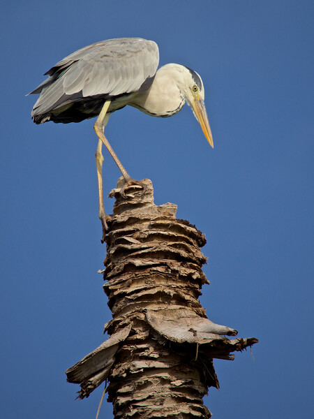 Heron standing on palm tree in Maldives Picture Board by mark humpage
