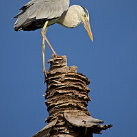Buy canvas prints of Heron standing on palm tree in Maldives by mark humpage