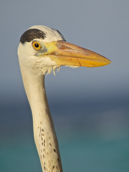 Heron close up in Maldives Picture Board by mark humpage