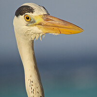Buy canvas prints of Heron close up in Maldives by mark humpage