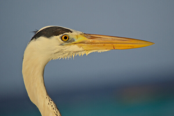 Close up of heron head in Maldives Picture Board by mark humpage