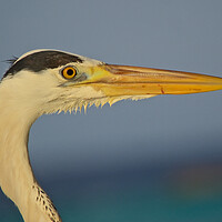 Buy canvas prints of Close up of heron head in Maldives by mark humpage