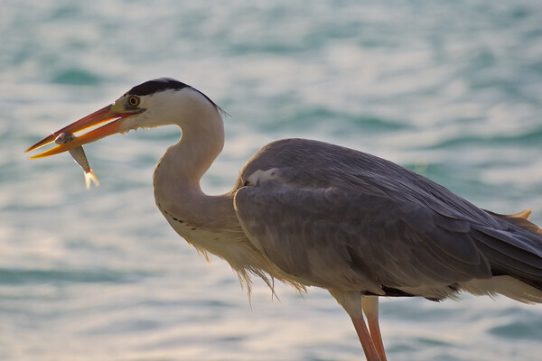 Heron with fish in mouth in Maldives Picture Board by mark humpage