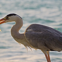 Buy canvas prints of Heron with fish in mouth in Maldives by mark humpage