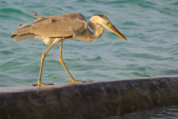 Heron standing next to water in Maldives Picture Board by mark humpage