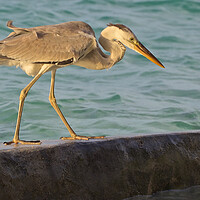 Buy canvas prints of Heron standing next to water in Maldives by mark humpage