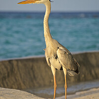 Buy canvas prints of Heron standing next to water in Maldives by mark humpage