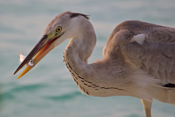 Heron next to water with fish in beak in Maldives Picture Board by mark humpage