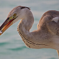 Buy canvas prints of Heron next to water with fish in beak in Maldives by mark humpage