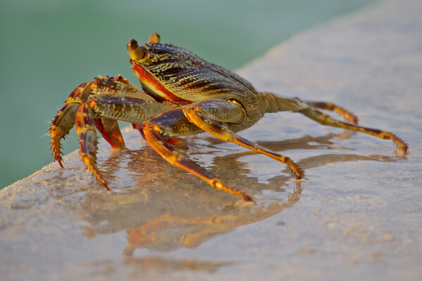 Crab sitting next to water in Maldives Picture Board by mark humpage