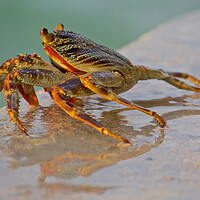 Buy canvas prints of Crab sitting next to water in Maldives by mark humpage