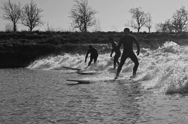 Surfers riding a wave on the river Severn Picture Board by mark humpage