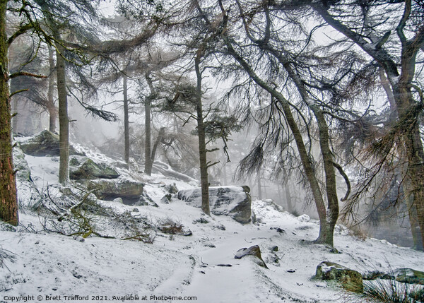 Winter woodland Picture Board by Brett Trafford