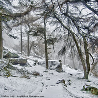 Buy canvas prints of Winter woodland by Brett Trafford