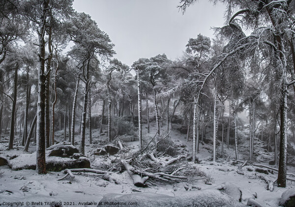 Winter Woodland Picture Board by Brett Trafford