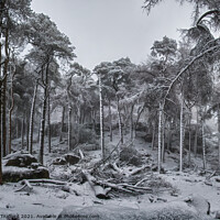 Buy canvas prints of Winter Woodland by Brett Trafford