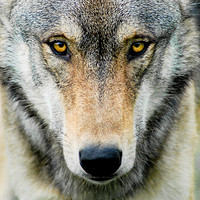 Buy canvas prints of Wolf by Brett Trafford