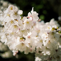 Buy canvas prints of Cherry Blossom by Martin Irwin