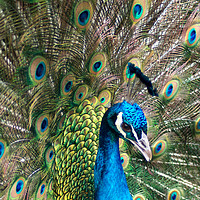 Buy canvas prints of Peacock by Victoria Hendrick