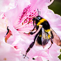 Buy canvas prints of Bumblebee on Rhododendron flower. by Peter Jarvis