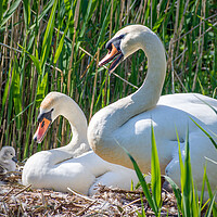 Buy canvas prints of swans with Cygnets by Peter Jarvis