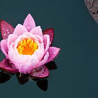 Buy canvas prints of Water Lily by Peter Jarvis