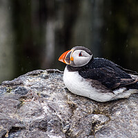 Buy canvas prints of Puffin in the Rain by Peter Jarvis