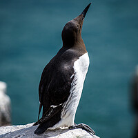Buy canvas prints of Guillemot on the Farne Islands, Northumberland, UK. by Peter Jarvis