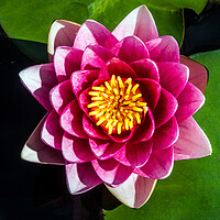 Buy canvas prints of Water Lily by Peter Jarvis