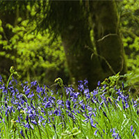 Buy canvas prints of Bluebells by Peter Jarvis
