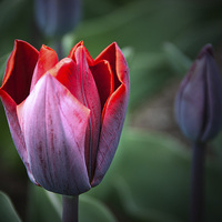 Buy canvas prints of Tulip by Peter Jarvis