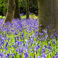 Buy canvas prints of Bluebell Wood by Peter Jarvis