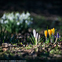 Buy canvas prints of Spring Sunshine by Peter Jarvis