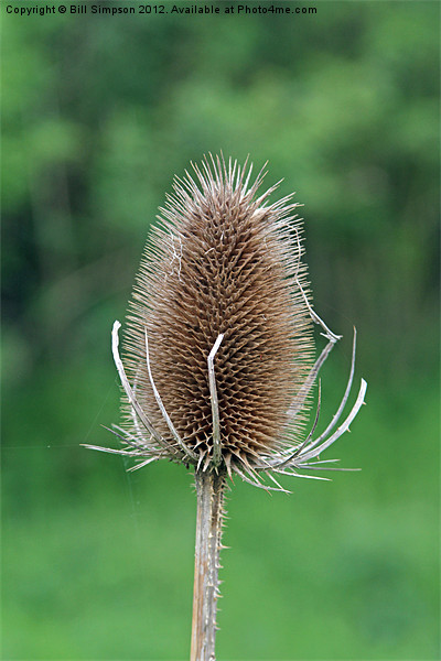 Thistle Seed Head Picture Board by Bill Simpson