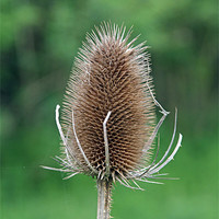 Buy canvas prints of Thistle Seed Head by Bill Simpson