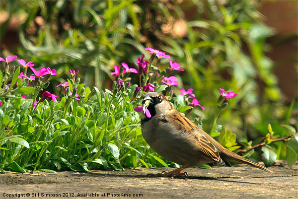 Sparrow Eating Aubretia Picture Board by Bill Simpson